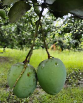 হিমসাগর ২০ কেজি
